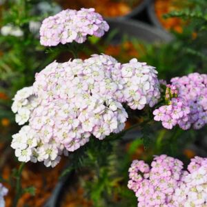 Achillea 'Apple Blossom'  (Apfelblute) ---